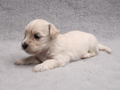 Bichon Havanais hvalpe fra Kennel Miki Nanoq